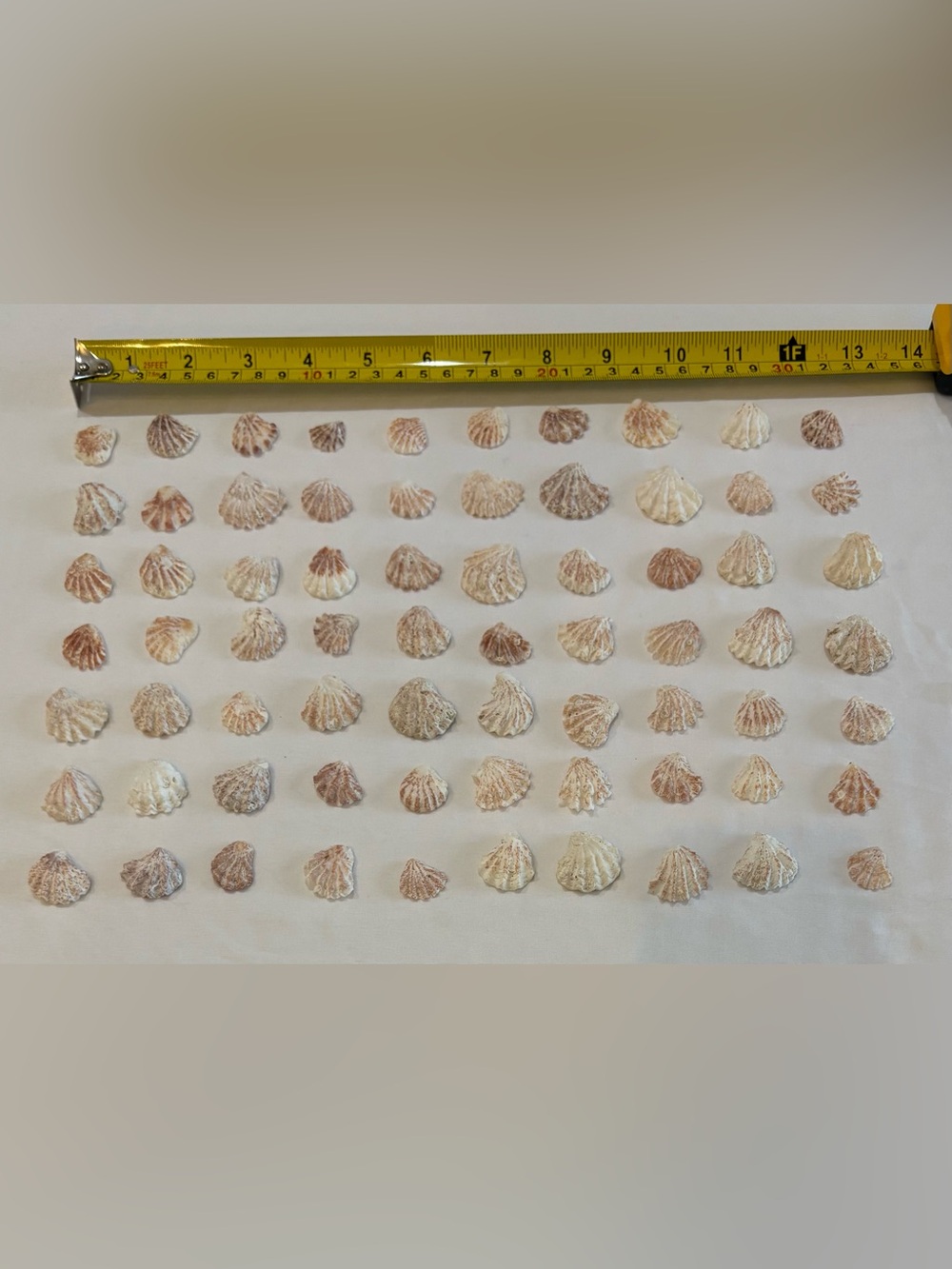 70 - KITTENPAW KITTY PAW FLORIDA ATLANTIC KITTEN PAW SEASHELLS ASSORTED COLORS